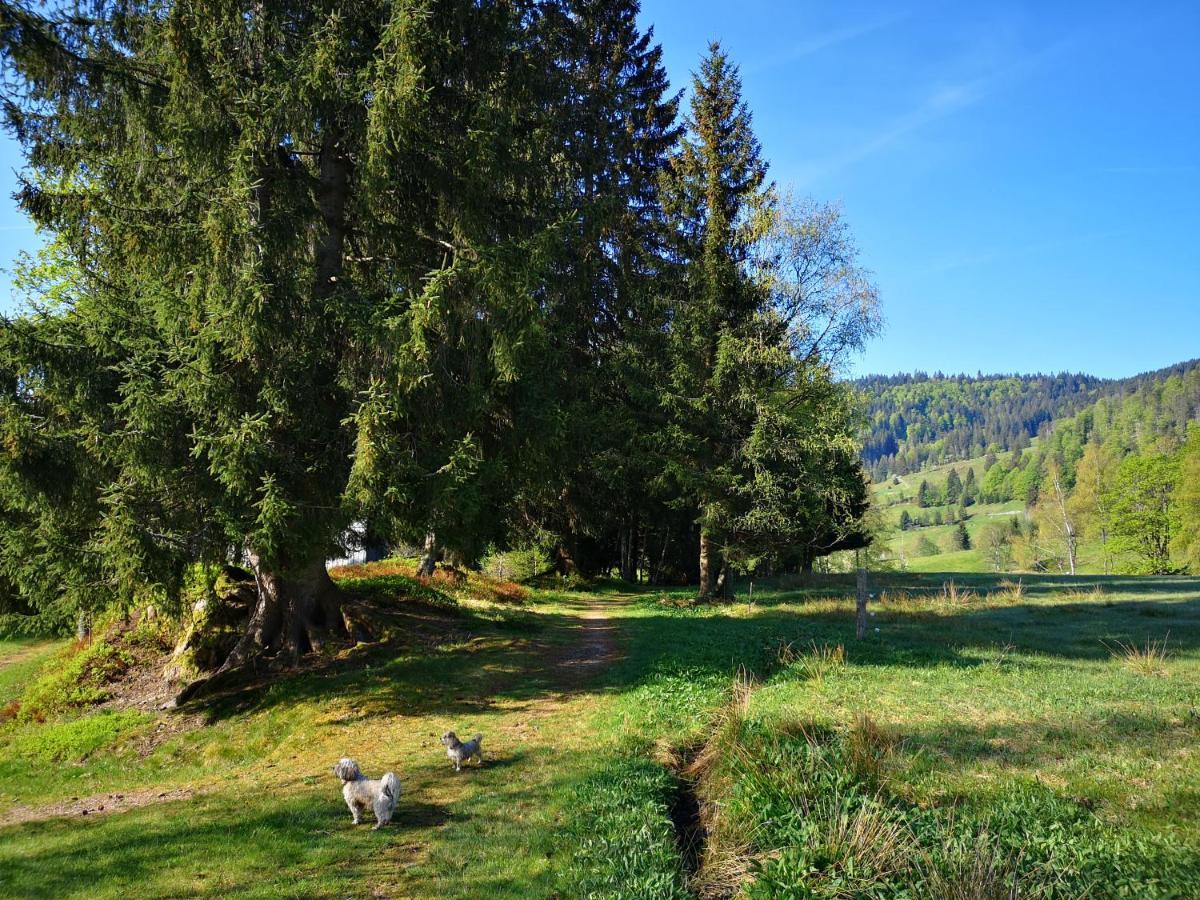 B4 Albmatte-FEWO Menzenschwand-Hinterdorf Exterior foto