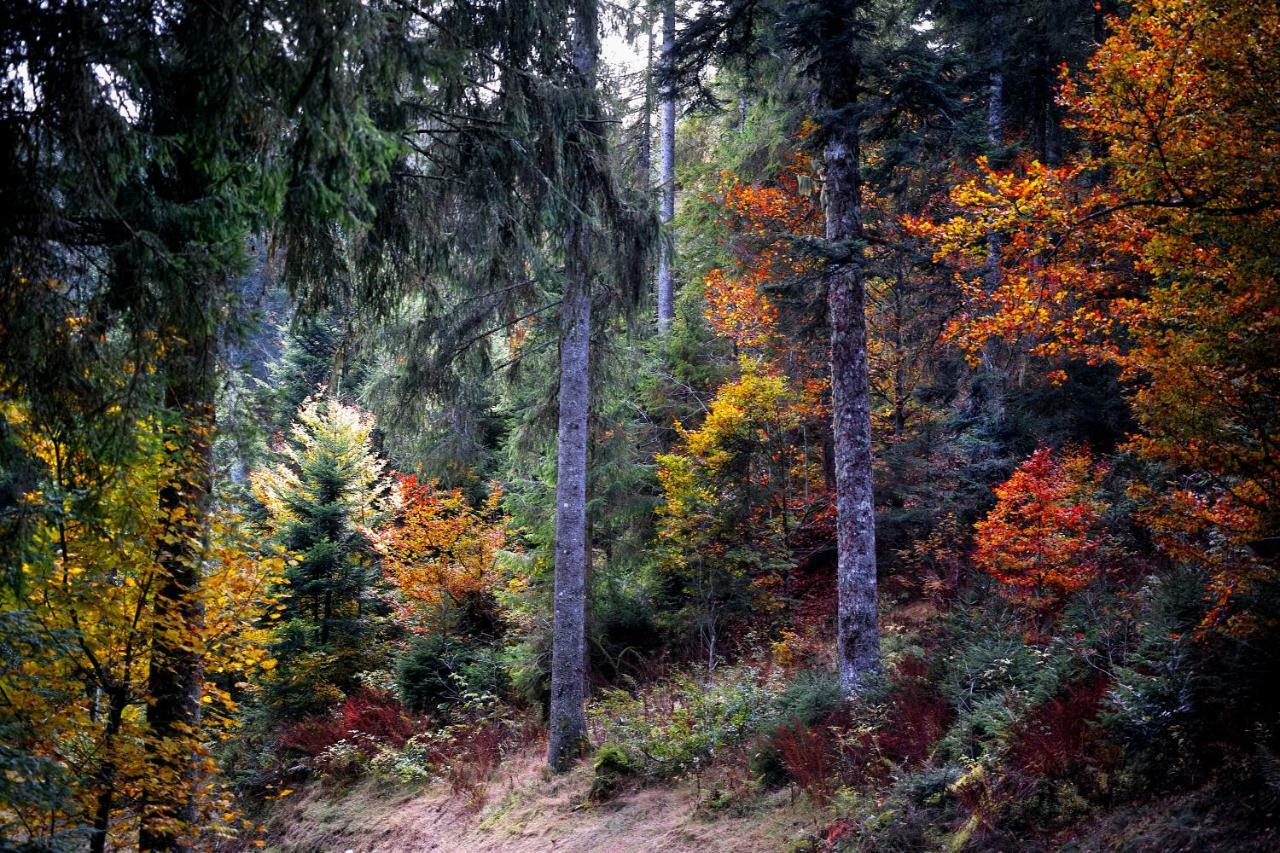 B4 Albmatte-FEWO Menzenschwand-Hinterdorf Exterior foto